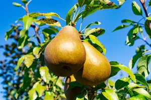 Fresh and Juicy Citrus Fruits