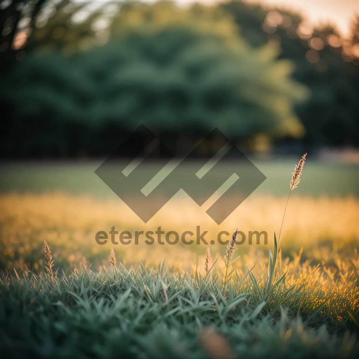 Picture of Golden Wheat Field under Sunlit Sky