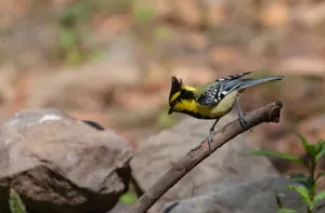 Close up of yellow warbler bird on branch.