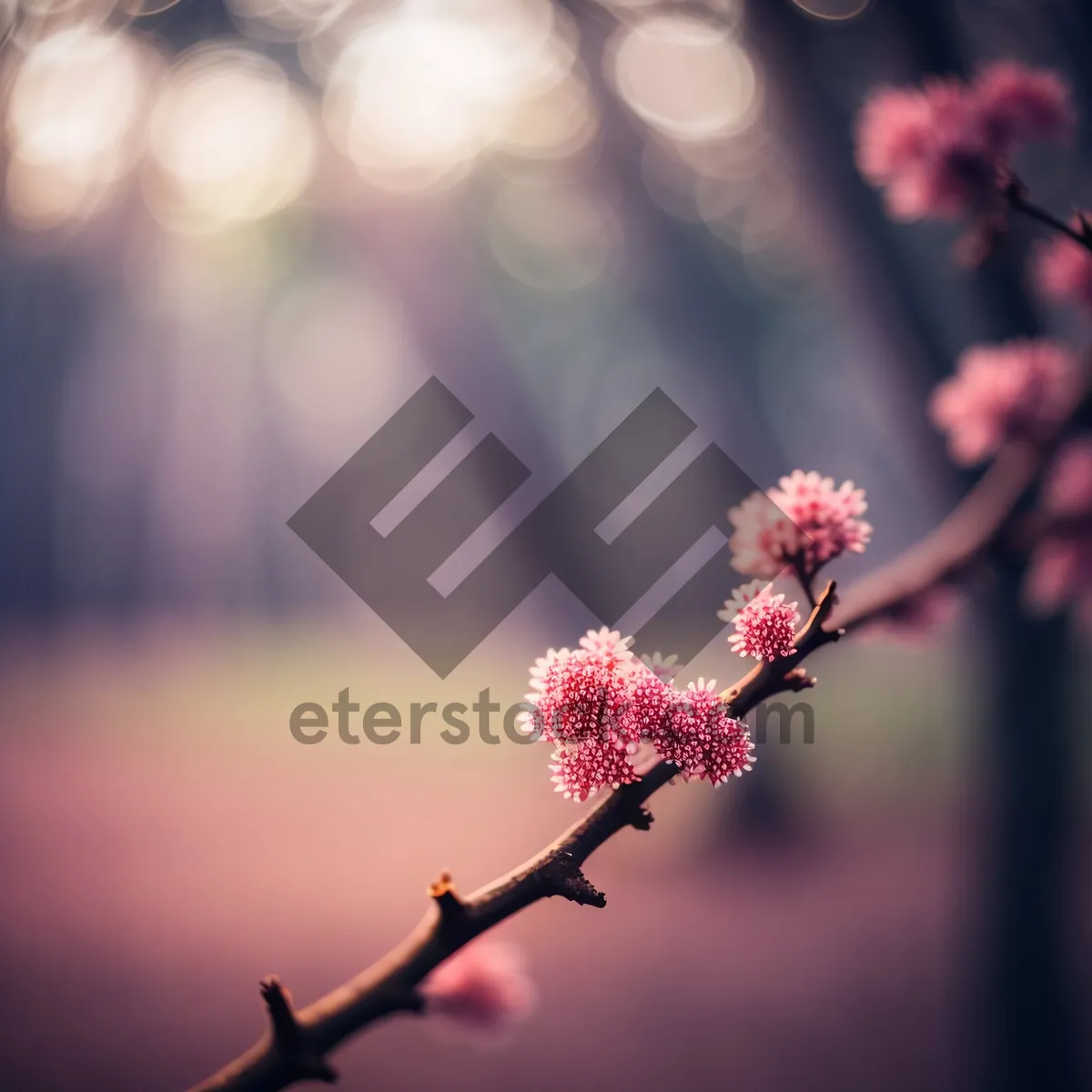 Picture of Pink Spirea Blossom in Vibrant Spring Garden