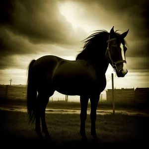 Brown Stallion Vaulting Horse on Farm Field