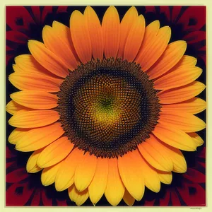 Bright Orange Sunflower Blossom in Sunny Field