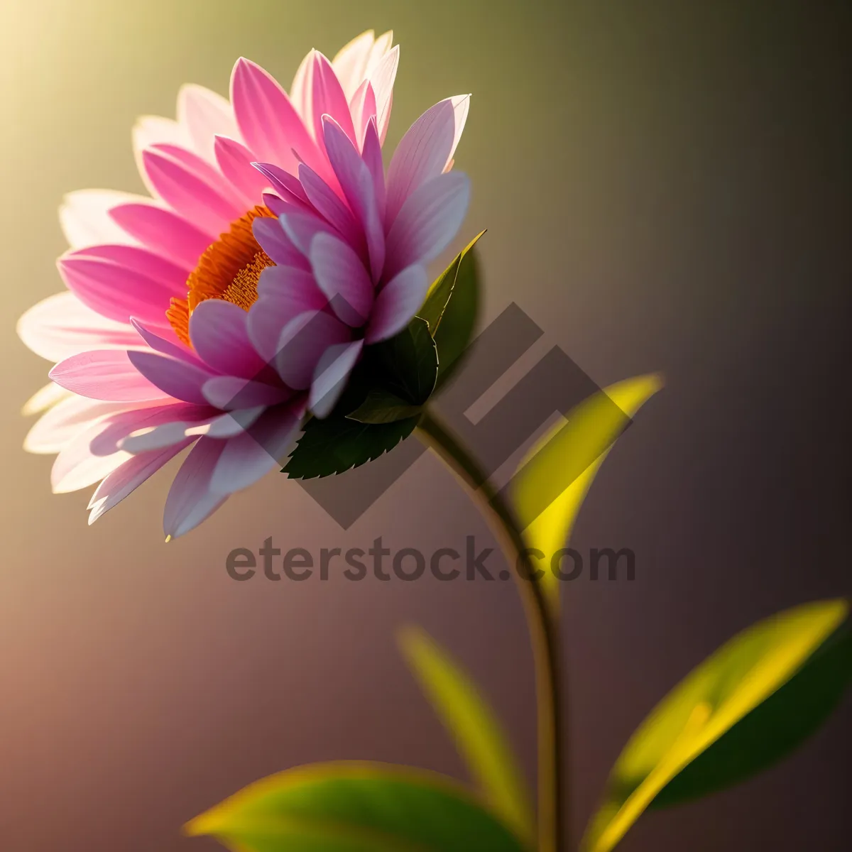 Picture of Bright Pink Lotus Blooming in Summer Garden