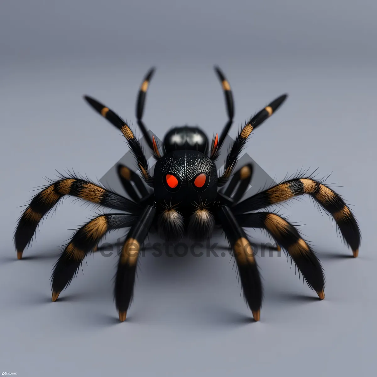 Picture of Close-up of Black Widow Spider - Arachnid Arthropod