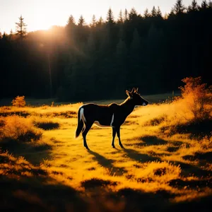 Safari Sunset Silhouette in the Wild Park