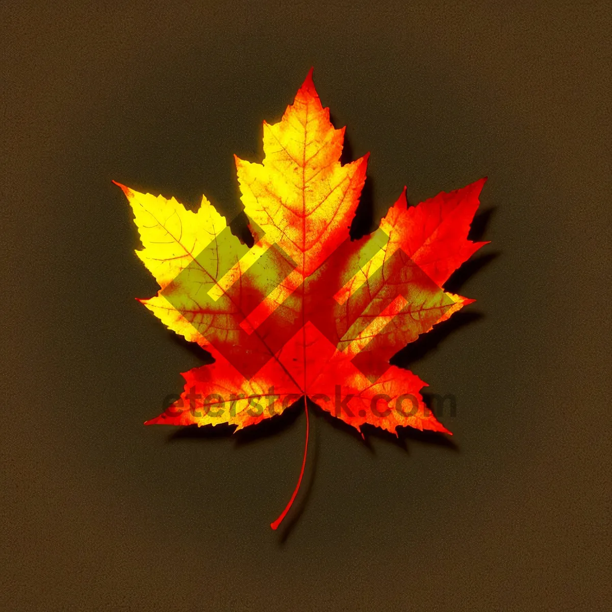 Picture of Vibrant Maple Leaf in Autumnal Colors