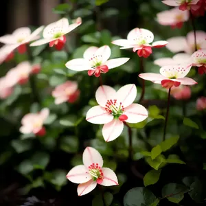 Blooming Pink Star Saxifrage in Garden