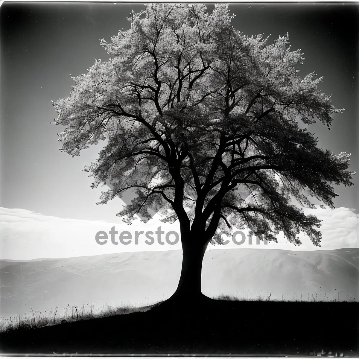 Picture of Serene Winter Sunset Over Rural Landscape