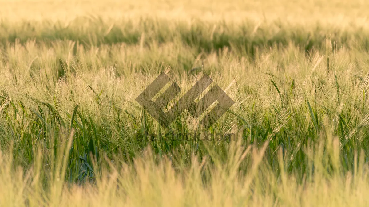 Picture of Golden Wheat Field in Summer Sunshine Landscape