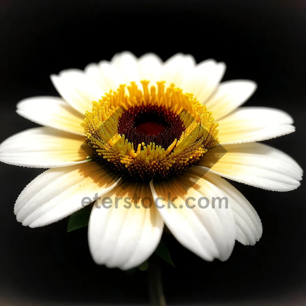 Picture of Closeup of bright yellow daisies in garden