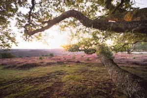 Autumn Park: Rustic Oak Trees at sunset