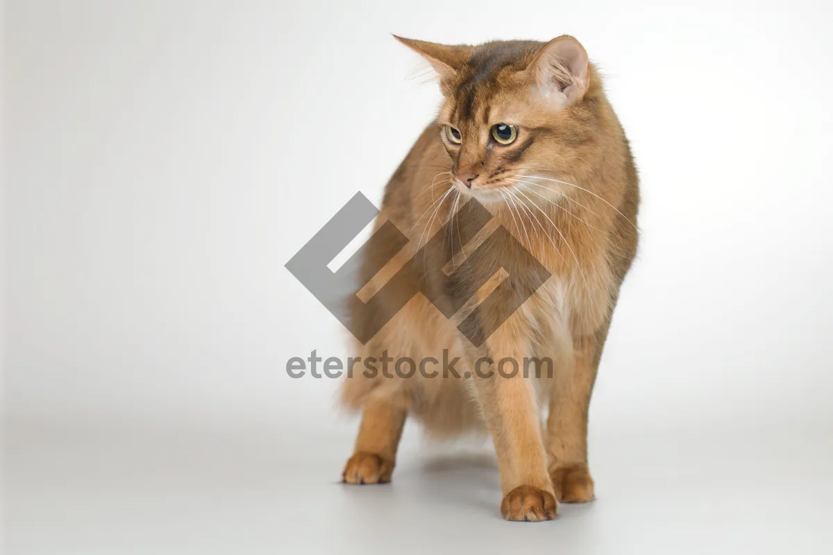 Picture of Cute Kitty with Gray Striped Fur and Whiskers