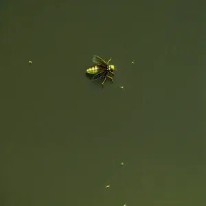 Garden Spider weaving intricate web on leaf.