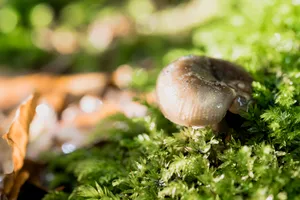 Fresh vegetable meal with mushrooms and snail.