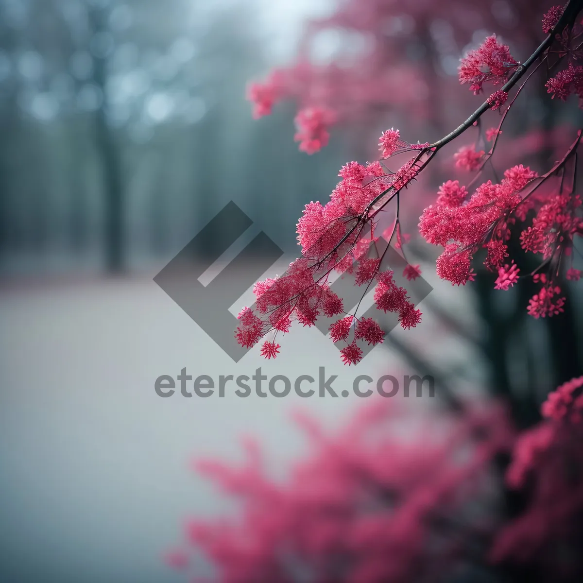 Picture of Spring Blossoms in a Pink Spirea Garden