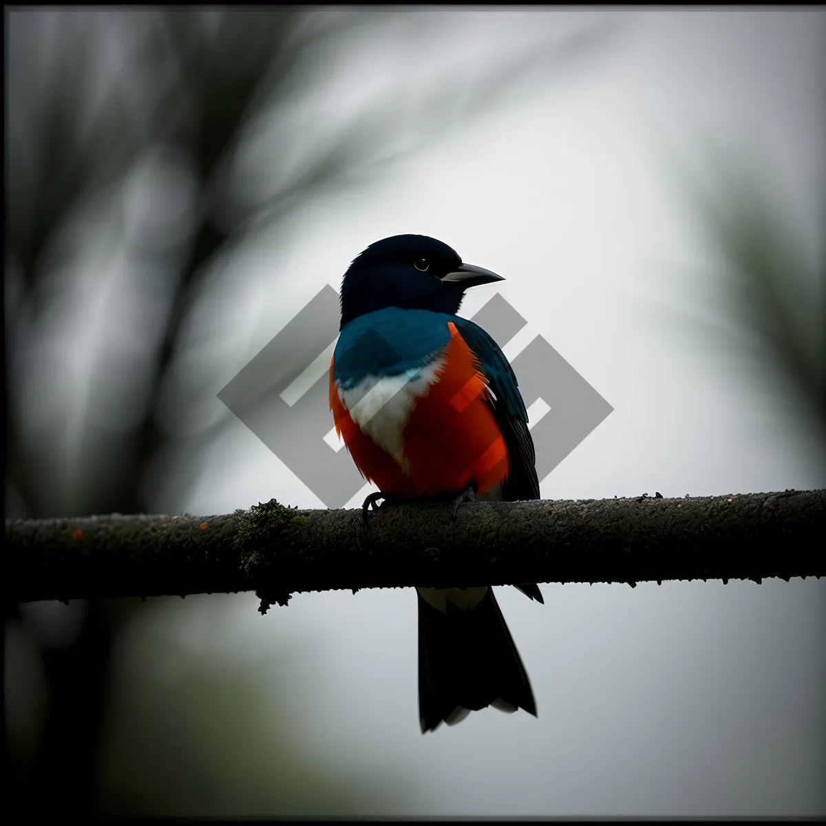 Picture of Colorful Tropical Parrot perched on Branch