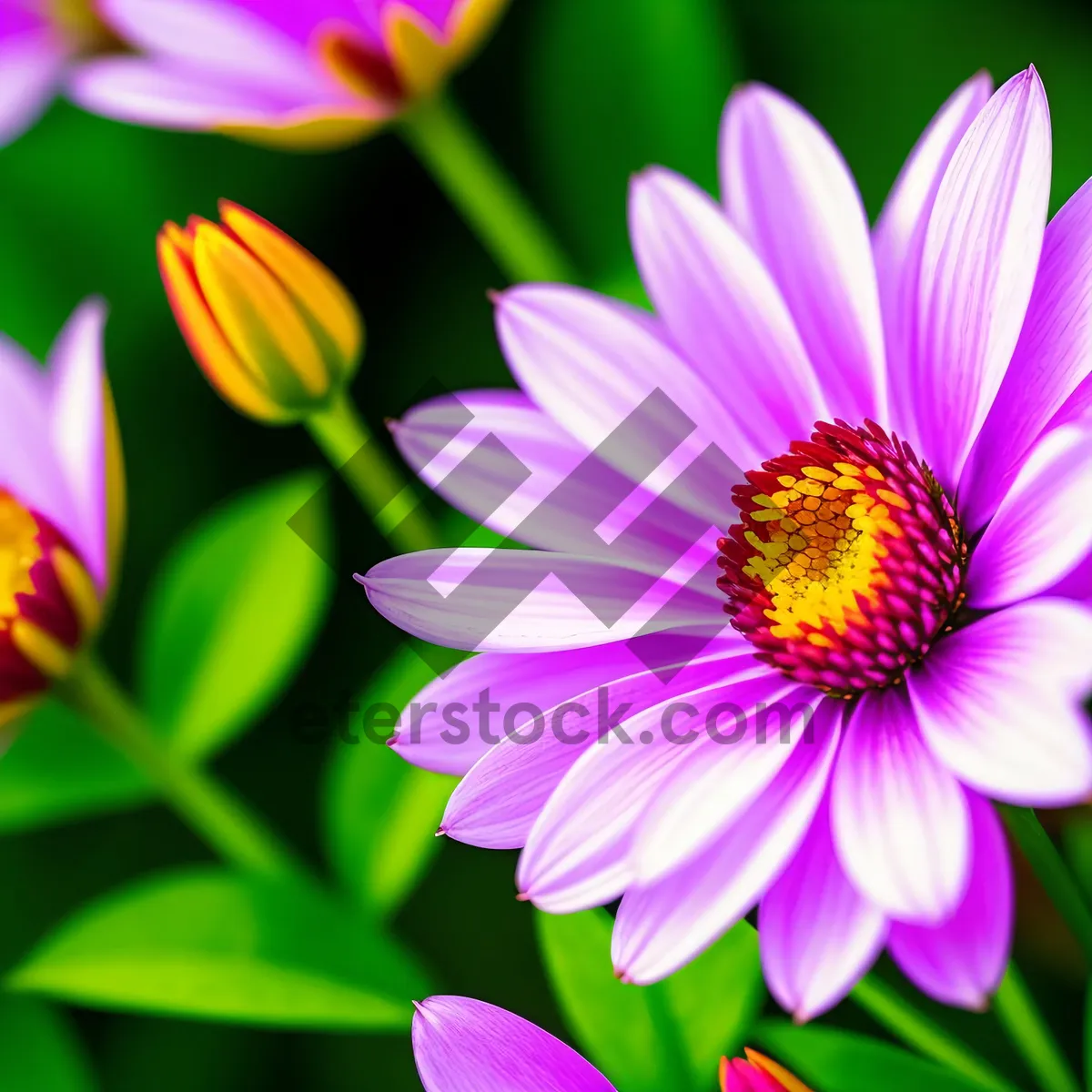Picture of Pink Daisy Blossom - A Vibrant Summer Floral Delight