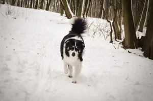 Adorable Border Collie puppy, perfect loyal friend