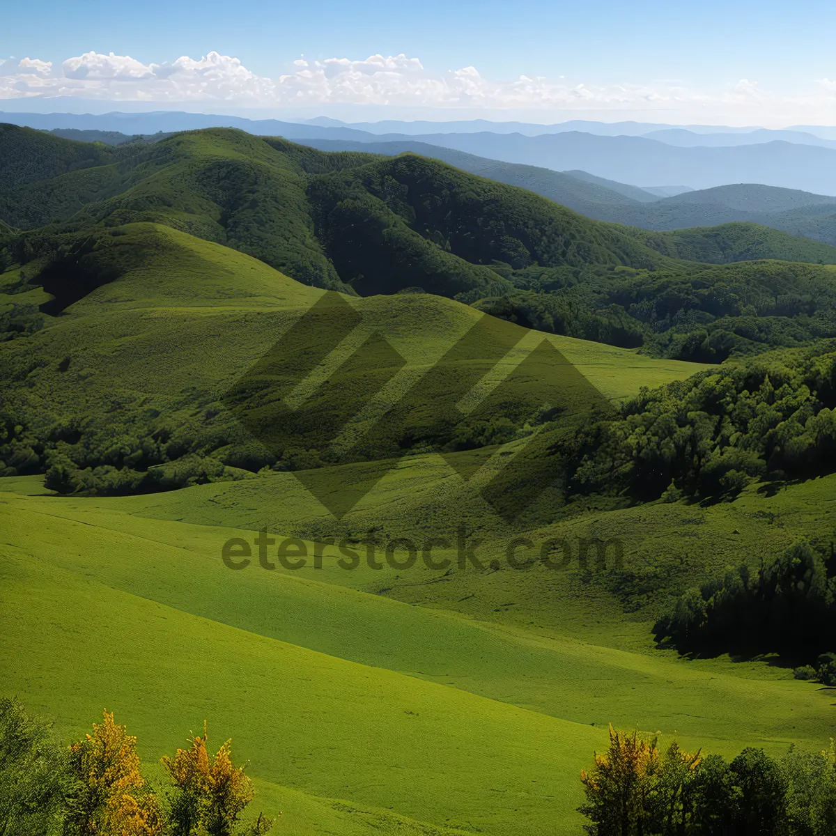 Picture of Highland Meadow in Mountain Landscape