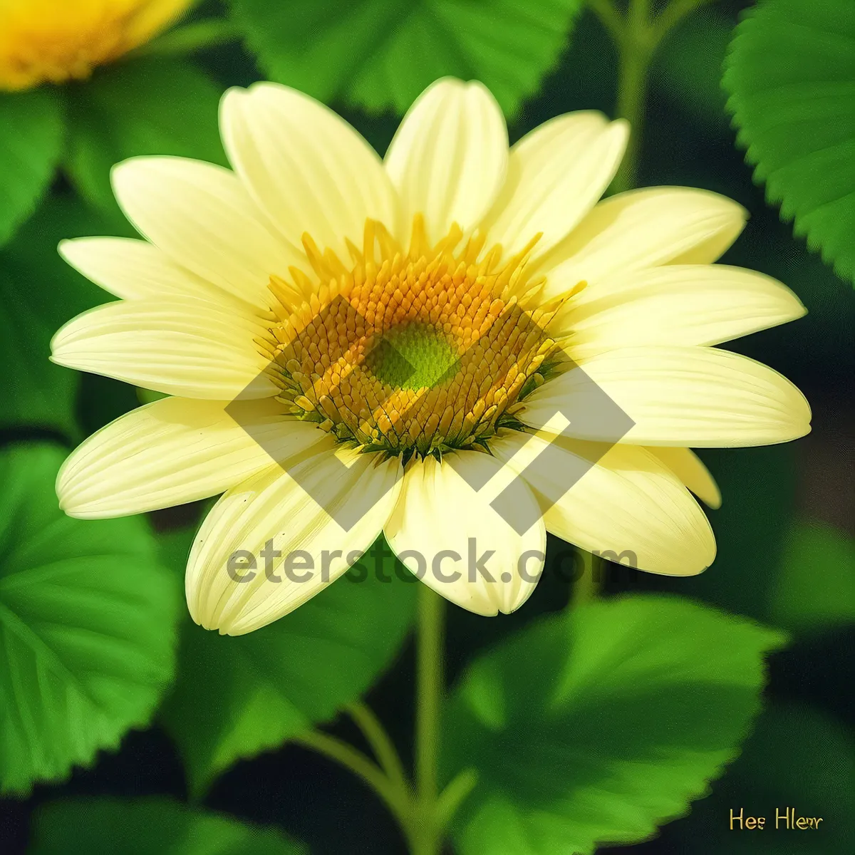 Picture of Sunny Sunflower Blooming in Vibrant Meadow