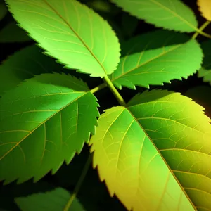 Sun-Kissed Forest Foliage in Vivid Summer Colors