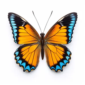 Orange Monarch Butterfly with Spread Wings on Yellow Flower