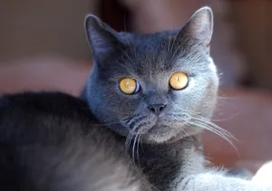 Playful Tabby Kitten with Curious Eyes