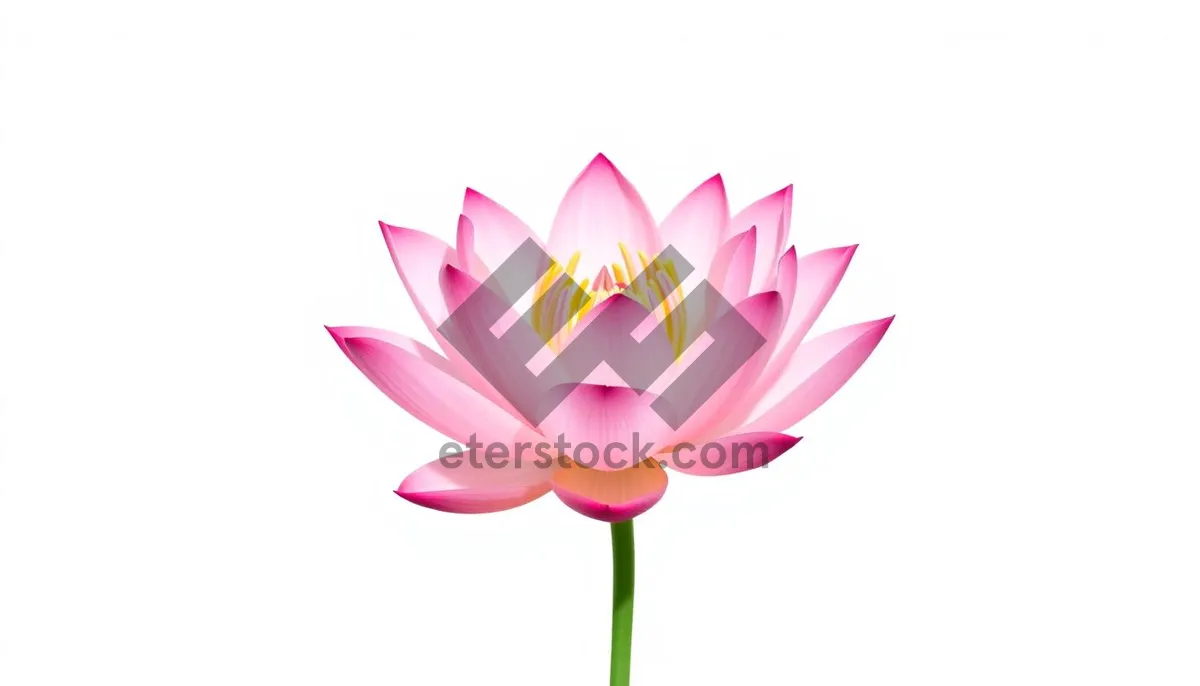 Picture of Bright Pink Lotus Flower Icon Design