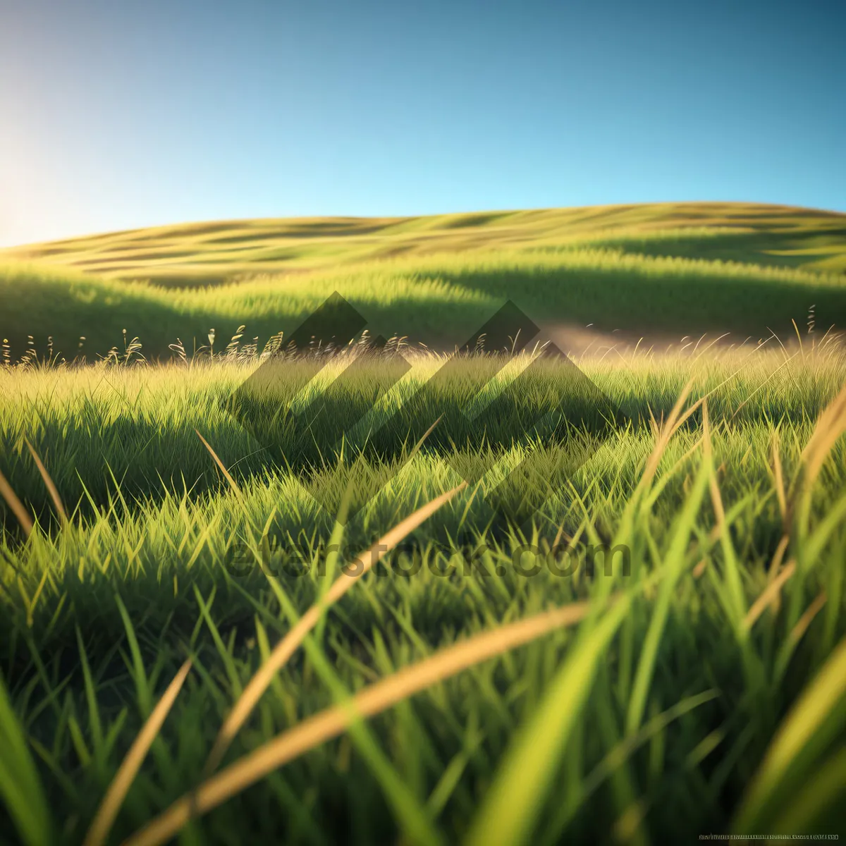 Picture of Vibrant Wheat Field Under Clear Blue Sky