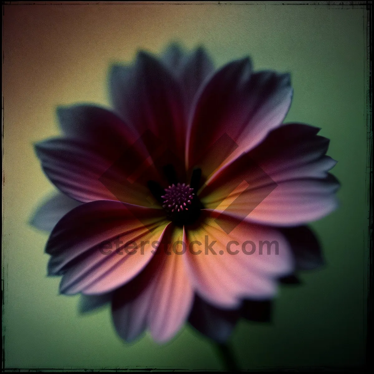 Picture of Bright Yellow Daisy Floral Blossom in Garden