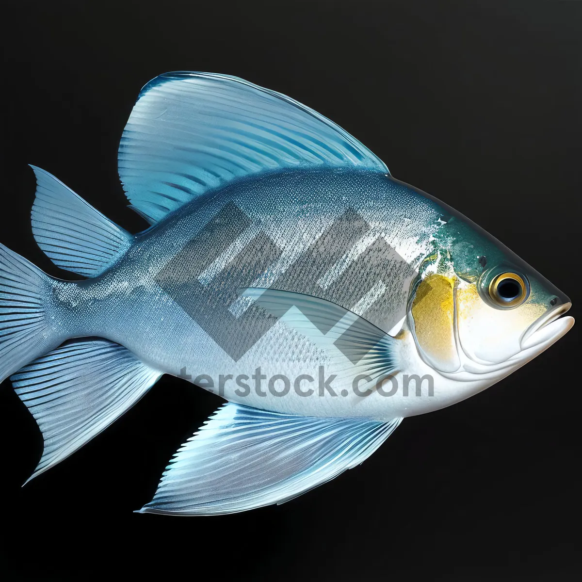 Picture of Colorful Snapper Fish in Underwater Aquarium