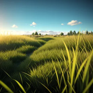Golden Wheat Field under Clear Blue Sky