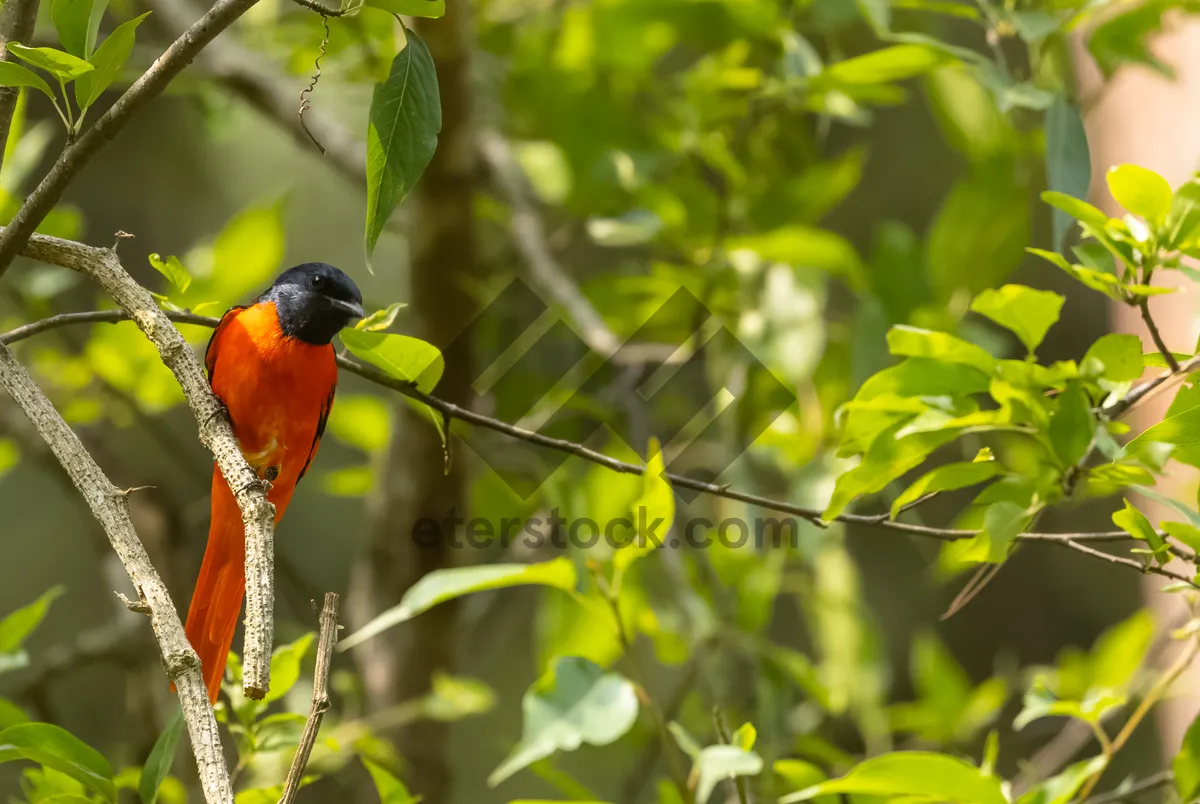 Picture of Colorful parrot perched on tropical tree branch.