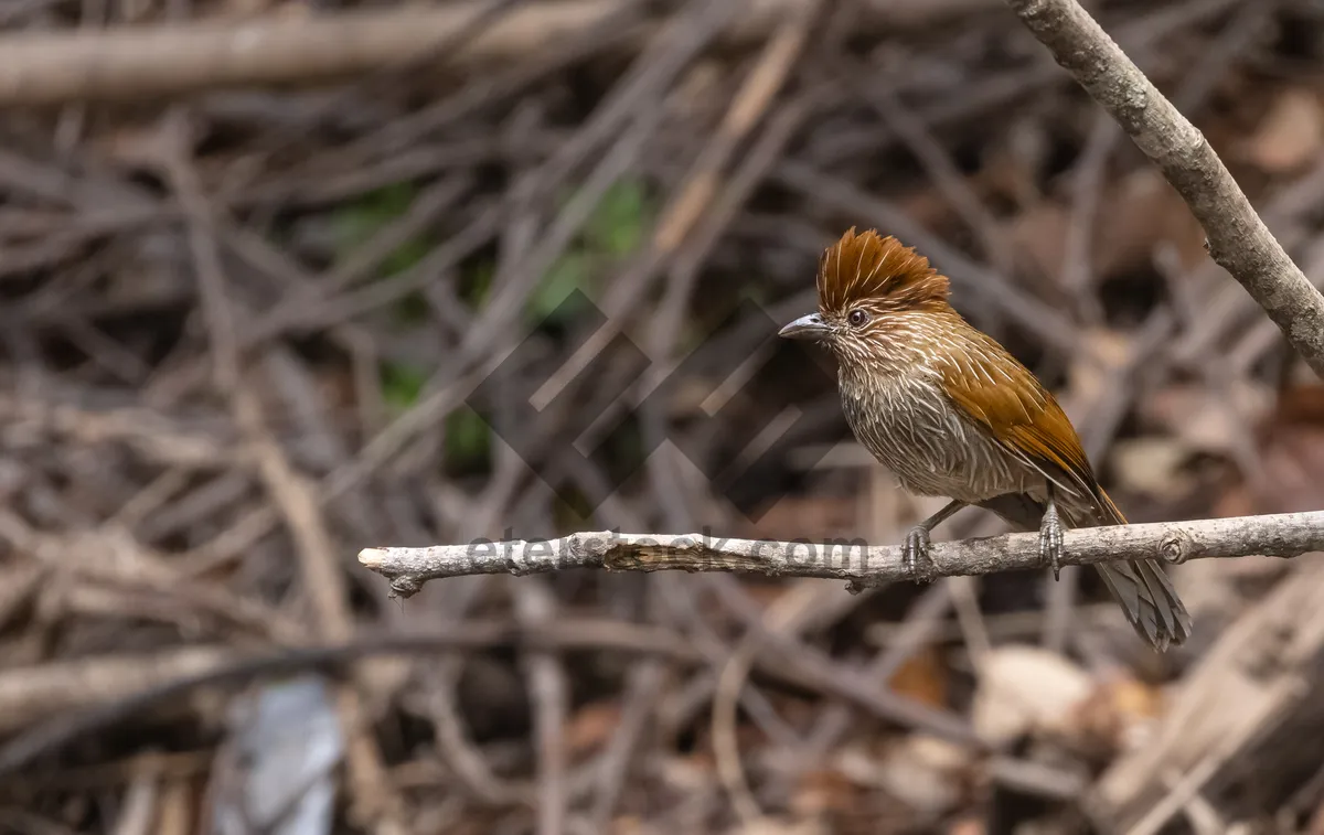 Picture of Little bird sitting on tree branch in garden