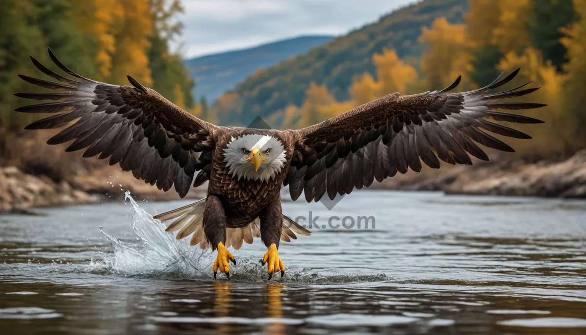 Picture of Bald eagle flying over water with outstretched wings