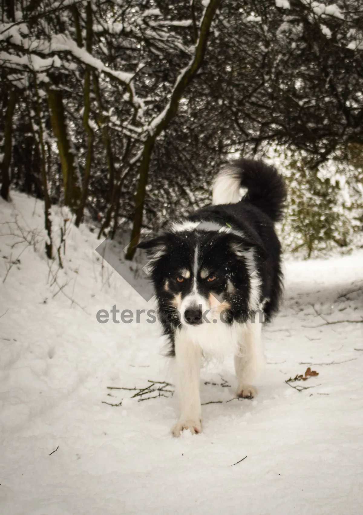 Picture of Adorable Border Collie Puppy with Cute Nose