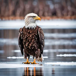 Bald Eagle with Intense Gaze and Wings Spread