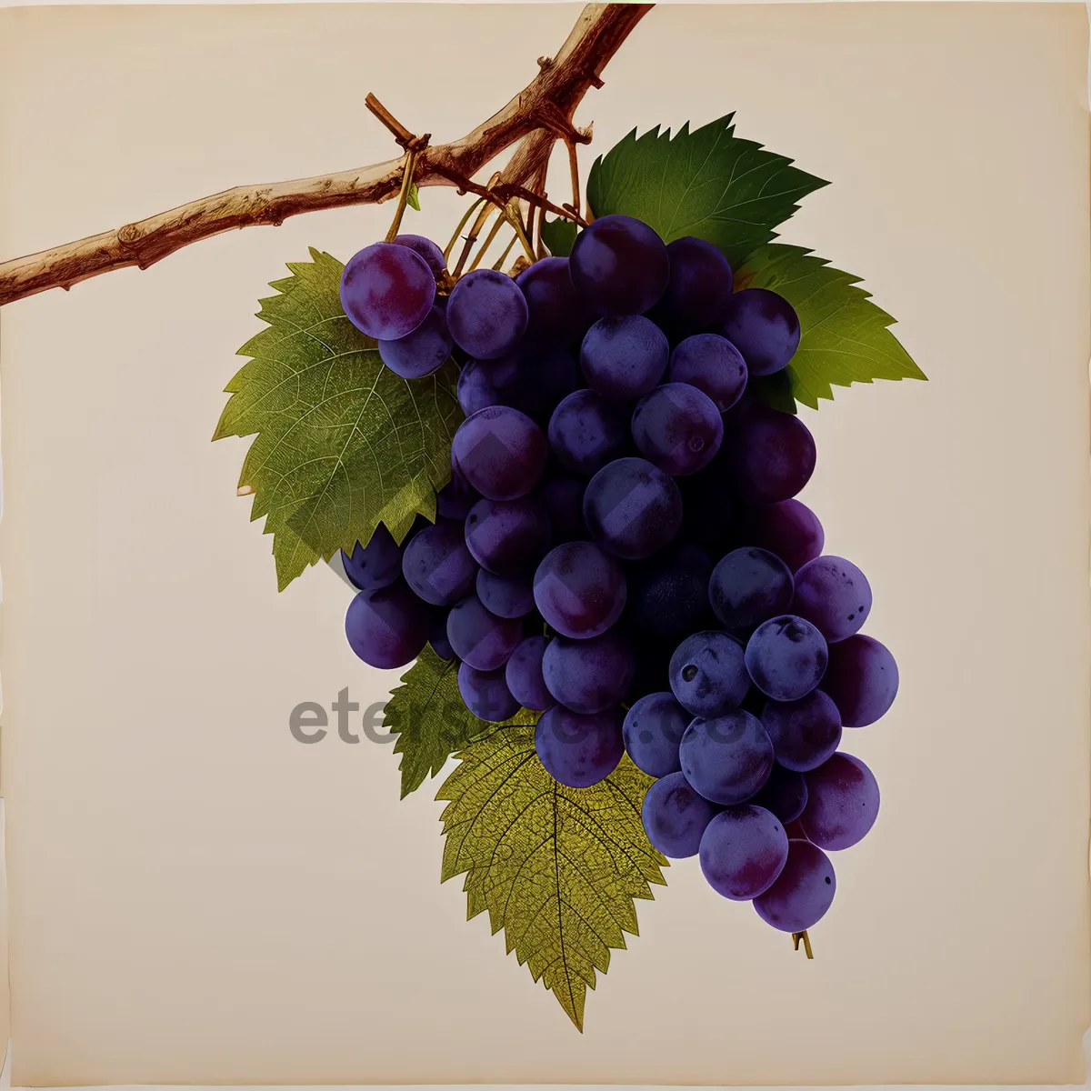 Picture of Autumn Harvest: Juicy Purple Grape Bunch