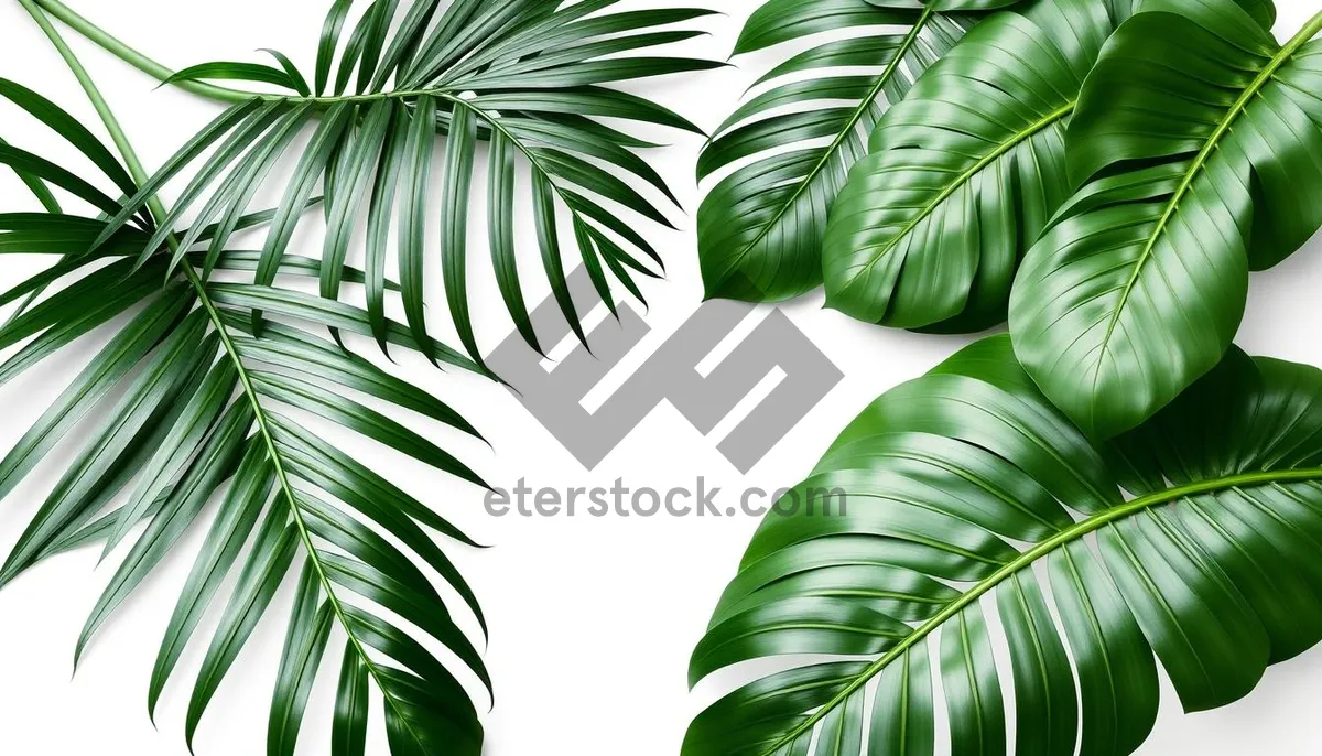 Picture of Tropical Bamboo Forest: Evergreen Foliage and Summer Growth