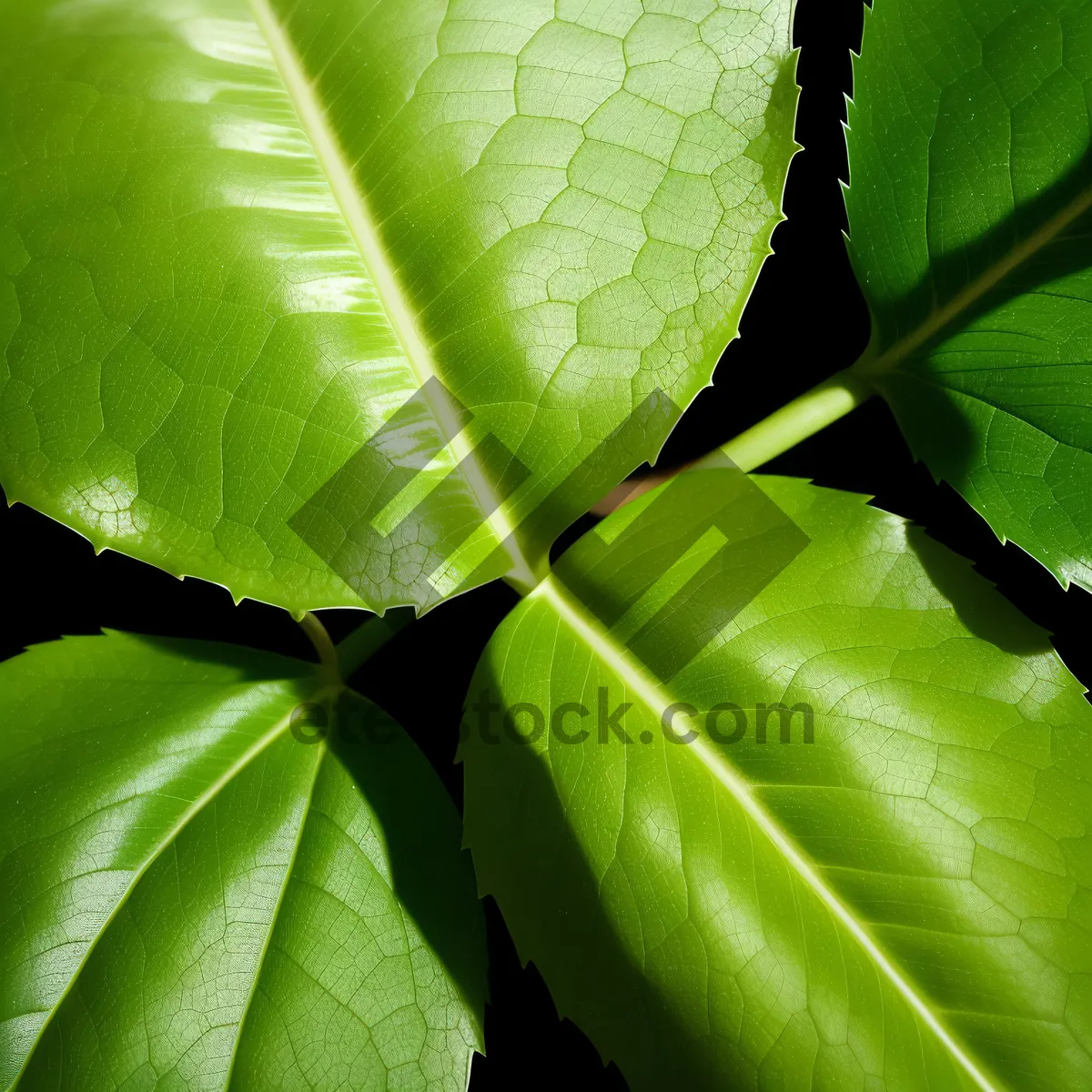 Picture of Vibrant Taro Leaf in Lush Garden Setting