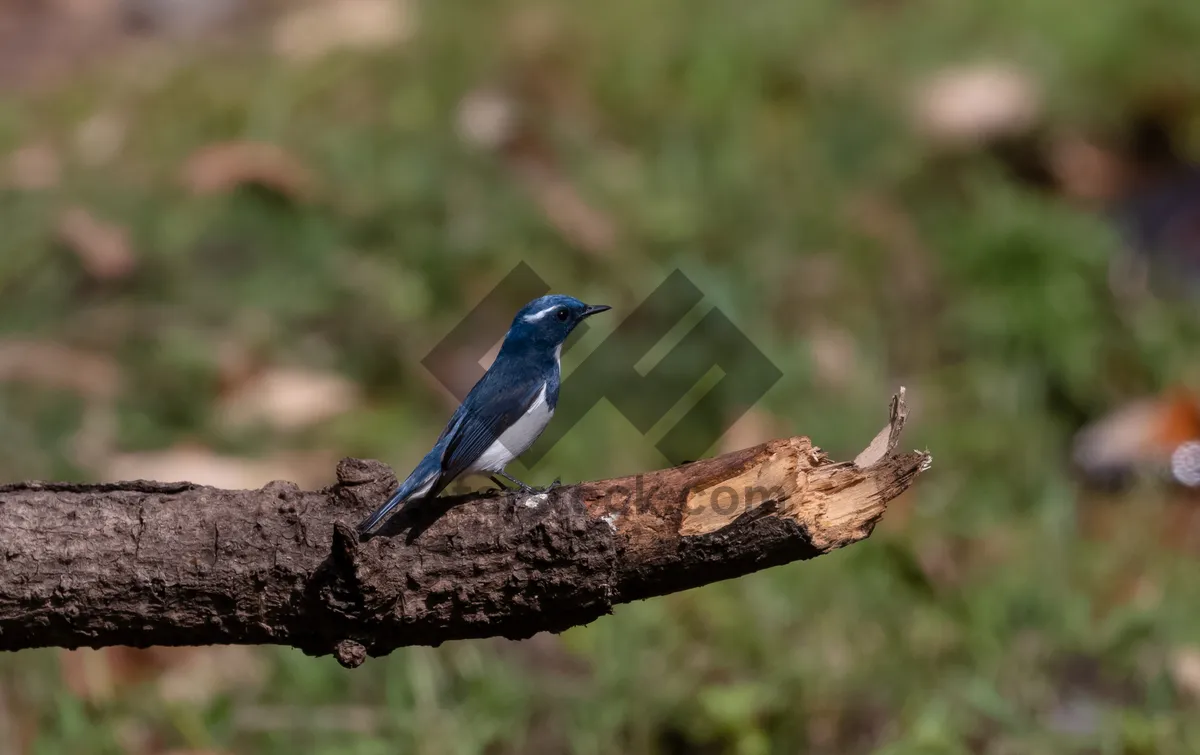 Picture of Black magpie bird in park perched on branch