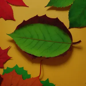 Vibrant Autumn Foliage: Maple Leaves in a Forest