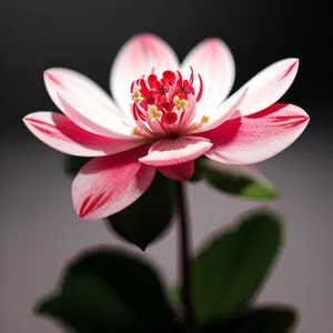 Pink Lotus Blooming in Garden Pond