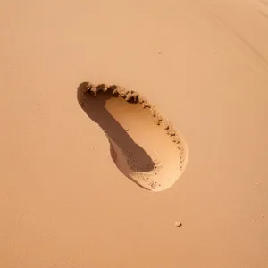 Beach Sand Animal Larva: Invertebrate Worm Exploration