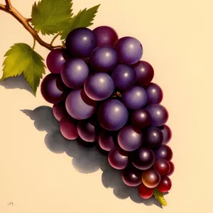 Fresh and Juicy Grape Bunch: A Burst of Sweetness