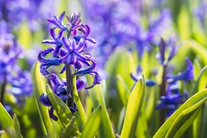 Floral purple hyacinth blooms in spring garden.