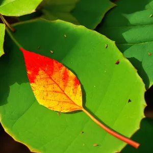 Wild Ginger Leaf - Vascular Plant Foliage in Garden