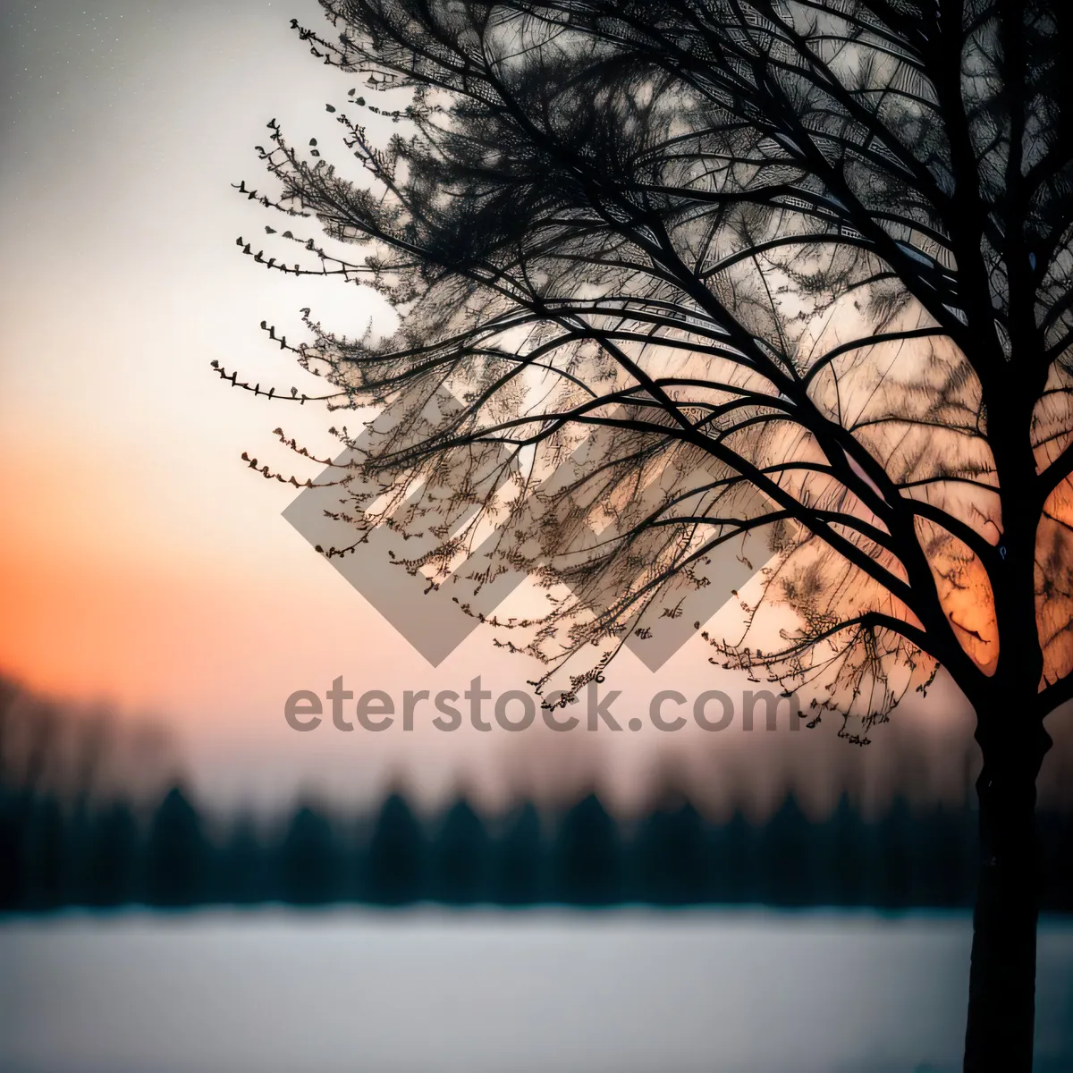 Picture of Silhouette of Winter Forest at Sunset