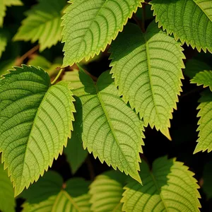 Lush Spring Foliage in Sunny Forest