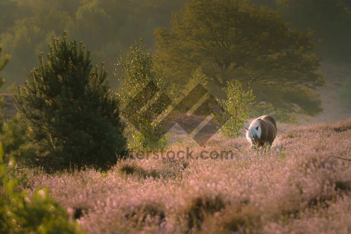 Picture of Rural landscape with trees, meadow, and livestock grazing